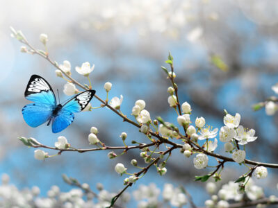 Spring Refresh